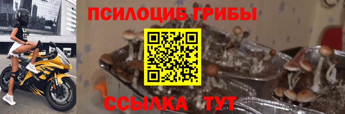 Псилоцибиновые грибы MAGIC MUSHROOMS Алатырь